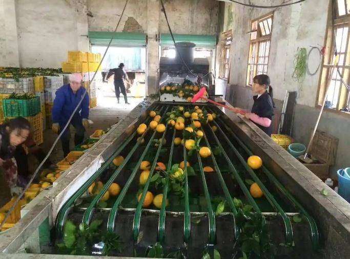 高价进口水果&ldquo;跌落凡尘&rdquo;