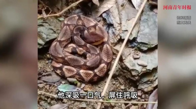 男子遇五步蛇想抓来玩 被喷一脸毒