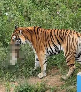 猫咪误入动物园虎园被咬死