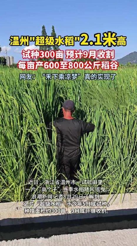 温州种出2.1米高巨型水稻