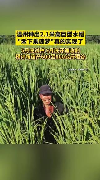 温州种出2.1米高巨型水稻