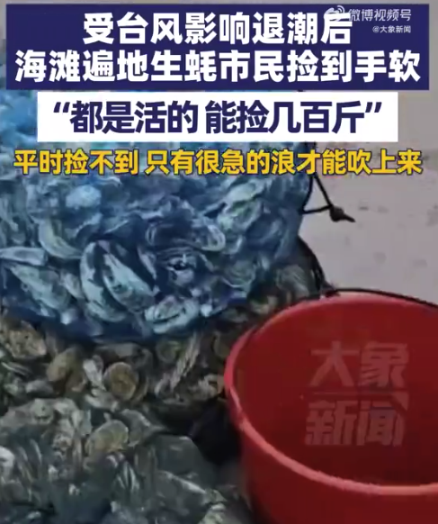 海滩遍地生蚝市民捡到手软：都是活的，能捡几百斤