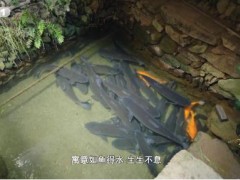 长1.4米重70斤 这条草鱼55岁了 如鱼得水、生生不息！
