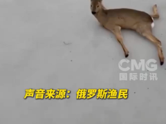 俄几十只傻狍子被冻在冰面上 温暖天气惹的祸