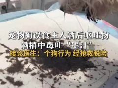 医生回应小狗误食酒后呕吐物中毒 医生回应