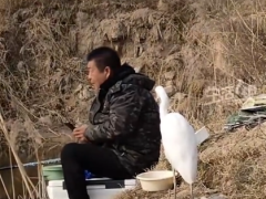 男子钓鱼偶遇“矜持”白鹭 静坐相伴不索食(图)