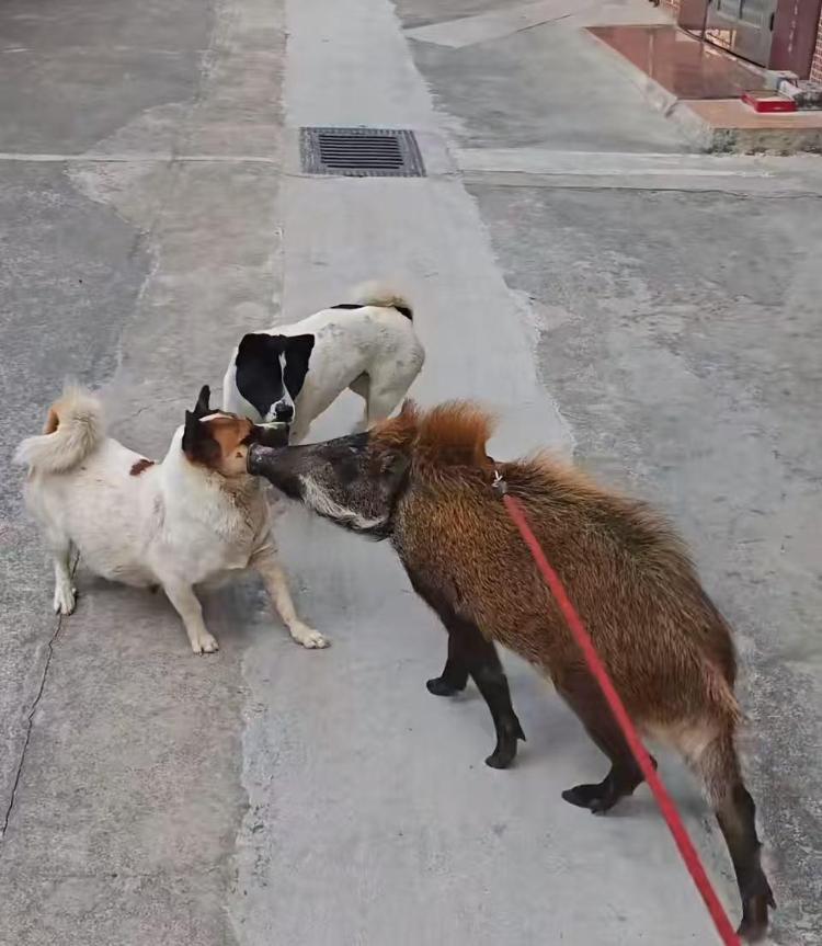 男子收养野猪一年从30斤长到150斤