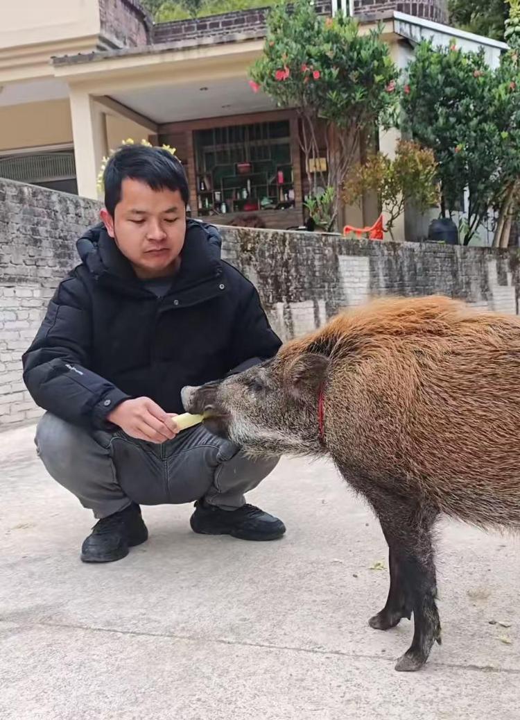 男子收养野猪一年从30斤长到150斤