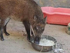 男子收养野猪一年从30斤长到150斤,野猪“面条”的日常生活!