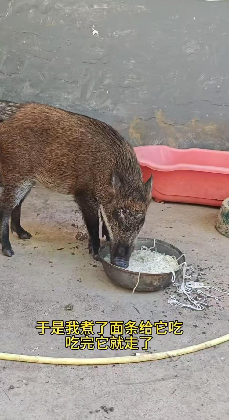 男子收养野猪一年从30斤长到150斤