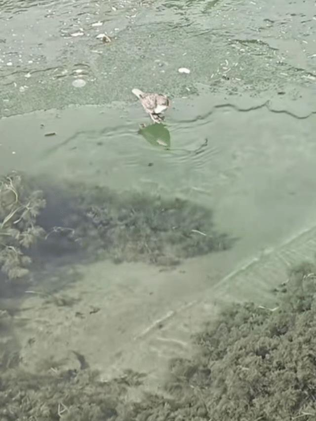 起猛了看见一只鸟在潜水捕鱼