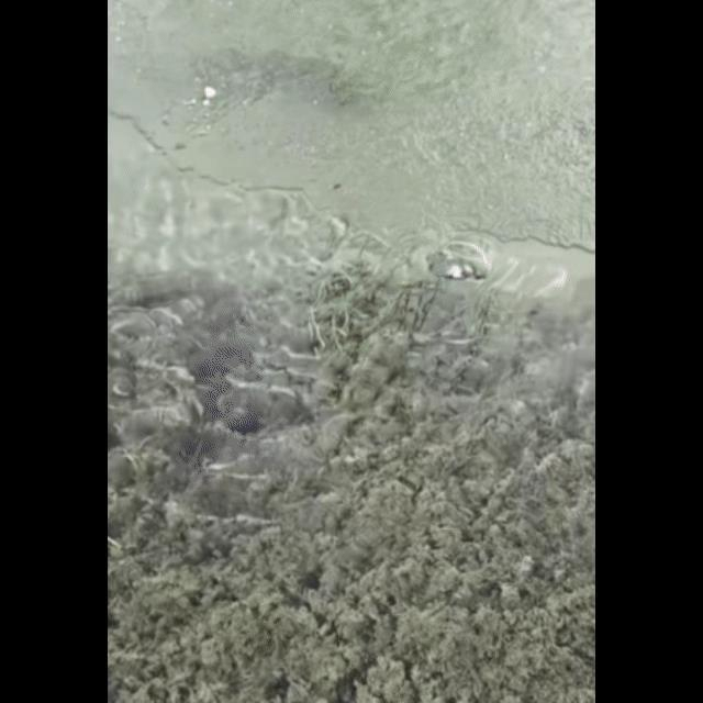 起猛了看见一只鸟在潜水捕鱼 河乌成网红捕手