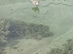 起猛了 看见一只鸟在潜水捕鱼 这是河乌,雀形目中唯一会游泳的海陆空三栖小鸟!