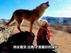 《重返狼群》10年后再度爆火 一条红腰带牵出十年泪海！（图）