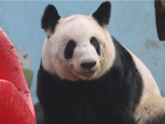 熊猫丫丫回国两年妥妥幸福胖 体重增至95公斤