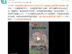 广州下暴雨 动物园“落汤狮”走红 这是什么场面?