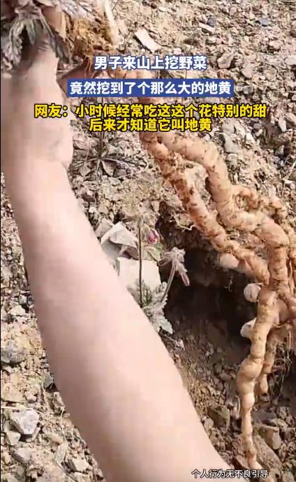 男子山上挖野菜挖到超大地黄