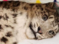 青海三江源一只幼年雪豹受伤被救护 仍在治疗恢复中