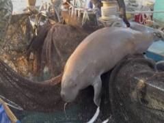 泰国海岸惊现被斩首美人鱼 迷信导致悲剧