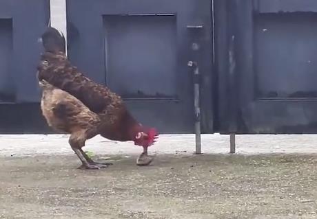 公鸡遇上小蛇顷刻间胜负已分