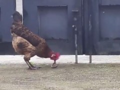 公鸡遇上小蛇顷刻间胜负已分，一招定胜负!