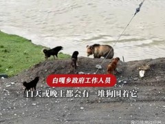当地回应藏马熊被狗群追赶围堵 人熊冲突缩影